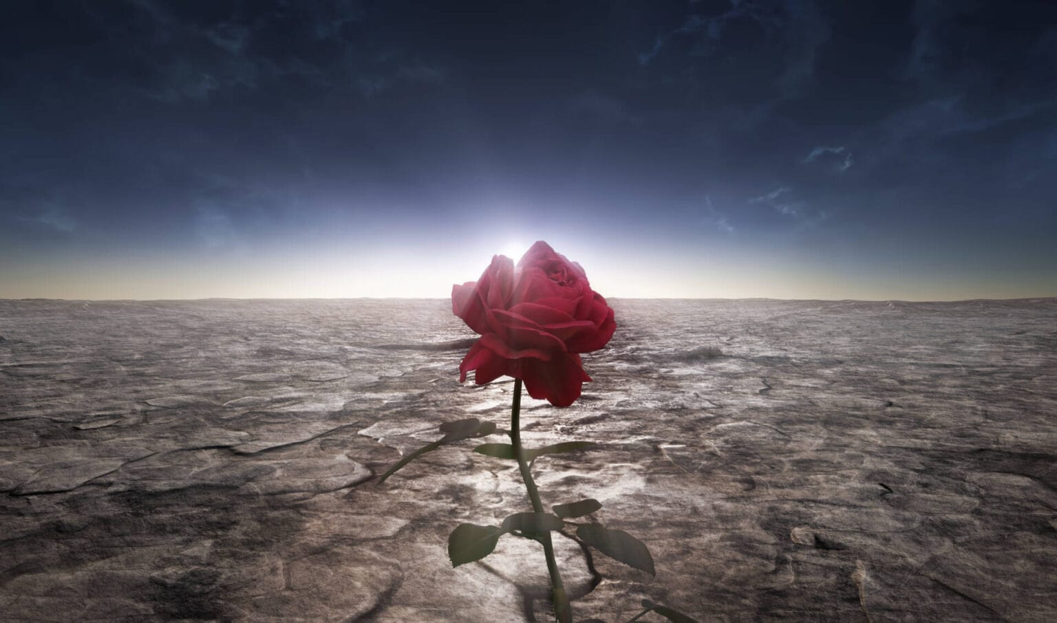 Rose Rouge unique dans un désert